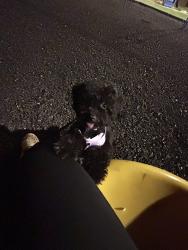 Lost Female Dog last seen Near Jacob’s hartland rd , Hickory, NC 28601
