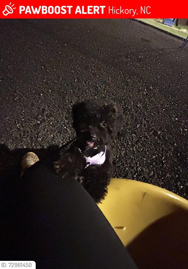 Lost Female Dog last seen Near Jacob’s hartland rd , Hickory, NC 28601