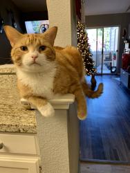 Lost Male Cat last seen Rosedale , San Pablo, CA 94806