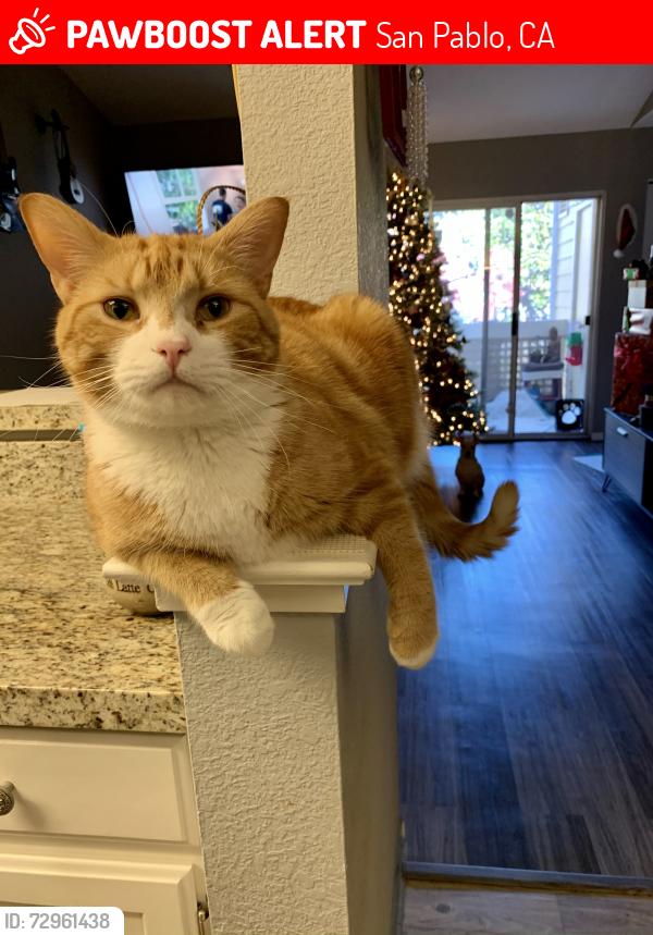 Lost Male Cat last seen Rosedale , San Pablo, CA 94806