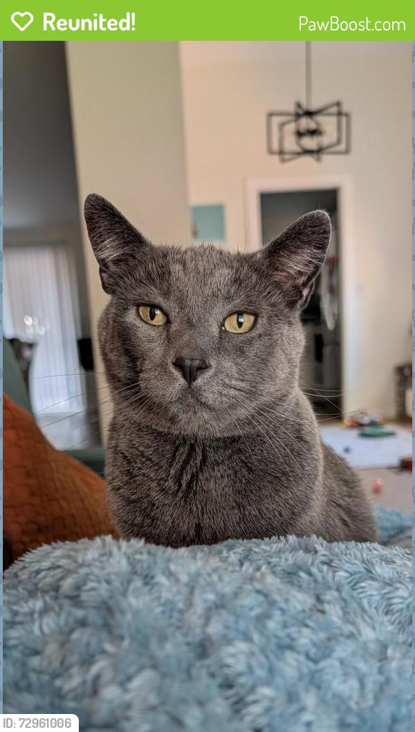 Reunited Male Cat last seen Wrenfield st, Hillsboro, OR 97123