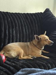Lost Female Dog last seen The linq apmts, Chandler, AZ 85224
