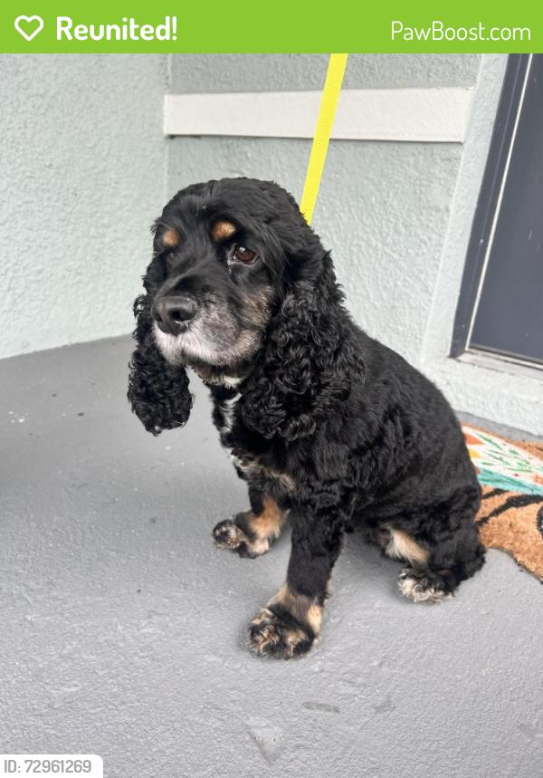 Reunited Female Dog last seen Hardy Bay Loop, Wesley Chapel, FL 33545