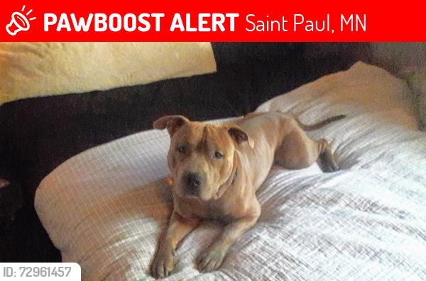 Lost Male Dog last seen Idaho and prosperity st area , Saint Paul, MN 55106