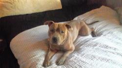 Lost Male Dog last seen Idaho and prosperity st area , Saint Paul, MN 55106