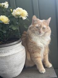 Lost Female Cat last seen Summit Ridge apmts, Spokane, WA 99223