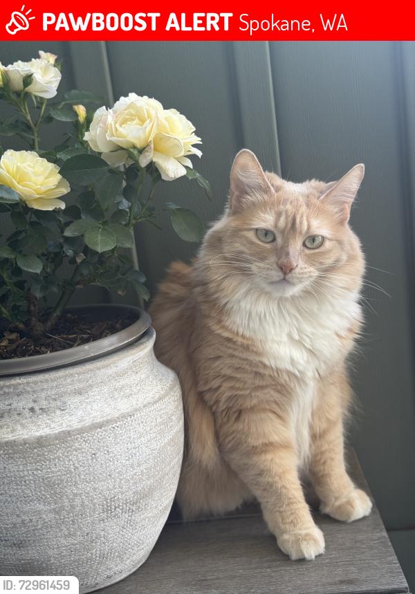 Lost Female Cat last seen Summit Ridge apmts, Spokane, WA 99223