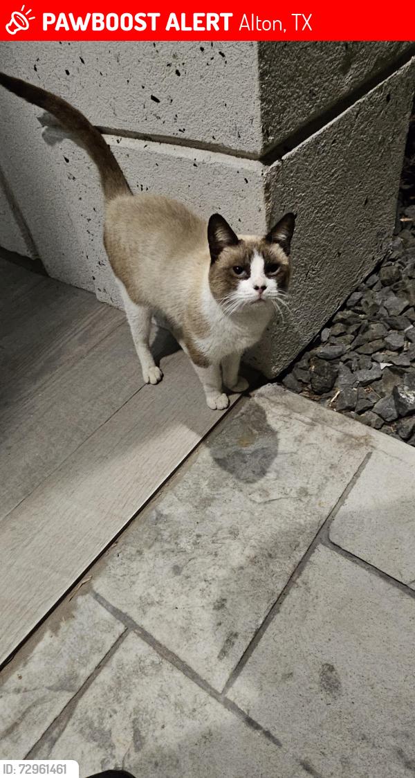 Lost Male Cat last seen Trosper, Alton, TX 78573