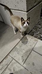 Lost Male Cat last seen Trosper, Alton, TX 78573