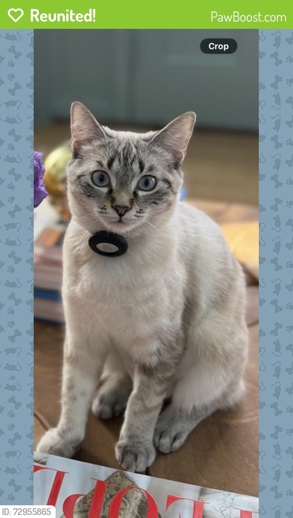 Reunited Female Cat last seen Oak knoll, Barrington, IL 60010