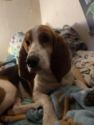 Lost Female Dog last seen Country Club Rd, Sparta, TN 38583