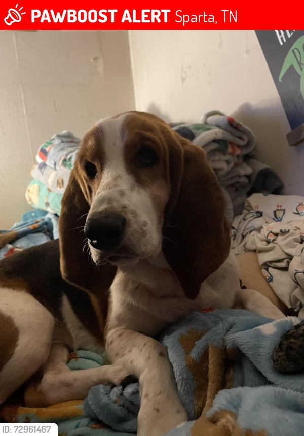 Lost Female Dog last seen Country Club Rd, Sparta, TN 38583