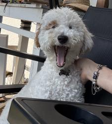 Reunited Female Dog last seen Tropical Palm Way , Port Richey, FL 34668