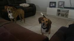 Lost Male Dog last seen Meadow Woods, Orlando, FL 32824