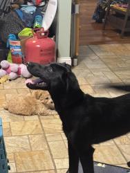 Found/Stray Unknown Dog last seen Behind target in Spartanburg , Spartanburg, SC 29301