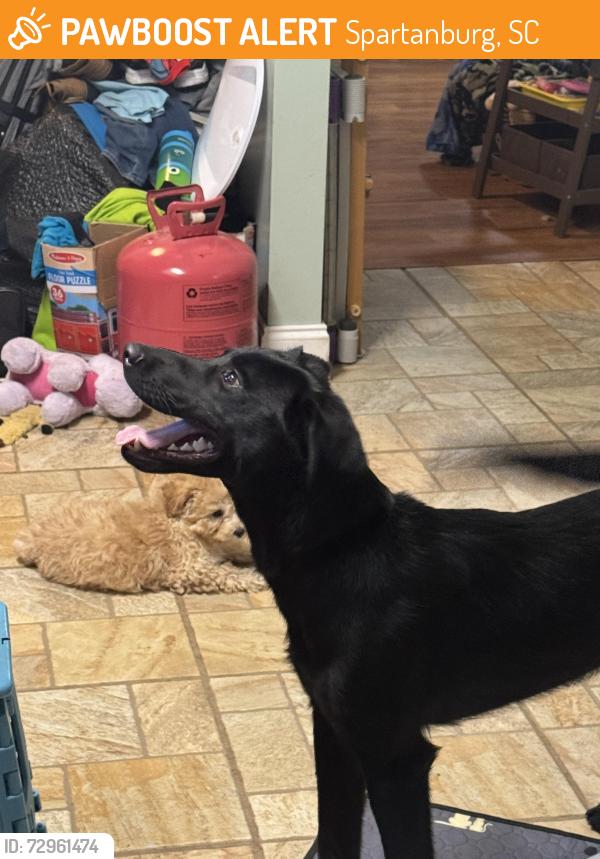 Found/Stray Unknown Dog last seen Behind target in Spartanburg , Spartanburg, SC 29301