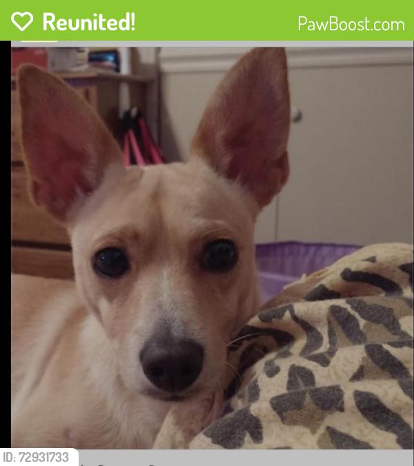 Reunited Male Dog last seen Cherry St / Gollihar, Corpus Christi, TX 78411