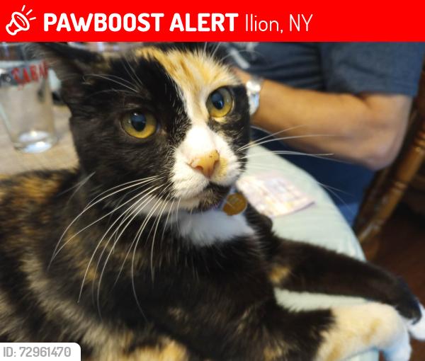 Lost Female Cat last seen Second St, ilion, NY, Ilion, NY 13357