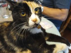 Lost Female Cat last seen Second St, ilion, NY, Ilion, NY 13357
