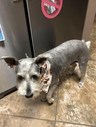 Lost Female Dog last seen Tanner Williams rd , Jackson County, MS 39452