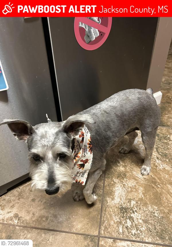Lost Female Dog last seen Tanner Williams rd , Jackson County, MS 39452
