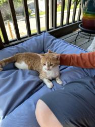 Found/Stray Male Cat last seen Crestview, Asheville, NC 28803