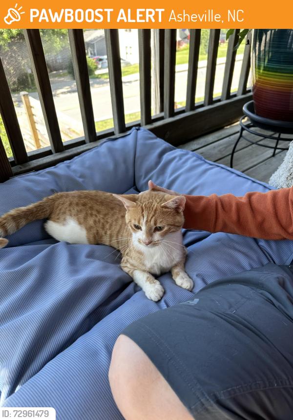 Found/Stray Male Cat last seen Crestview, Asheville, NC 28803