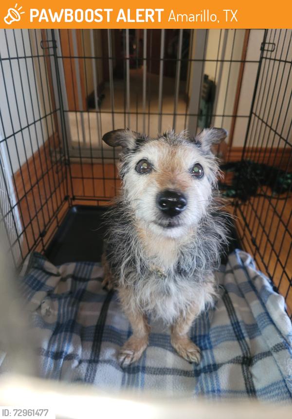 Found/Stray Unknown Dog last seen Langtry in Puckett, Amarillo, TX 79109