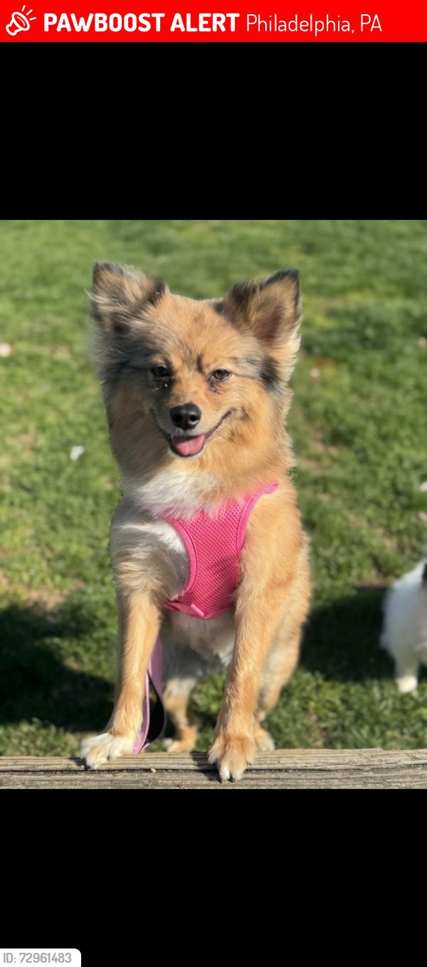 Lost Female Dog last seen Roosevelt blvb , Philadelphia, PA 19124