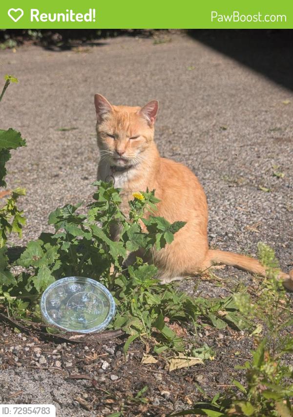 Reunited Female Cat last seen Mt Lookout Square , Cincinnati, OH 45208