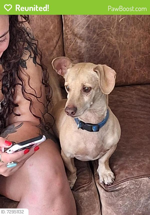 Reunited Male Dog last seen Watt and elkhorn , Sacramento, CA 95864