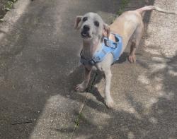 Lost Female Dog last seen Ash Point Ln & W. Airport; near Maahol, Sugar Land, TX 77498