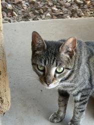 Found/Stray Unknown Cat last seen Watson and southern, Buckeye, AZ 85326