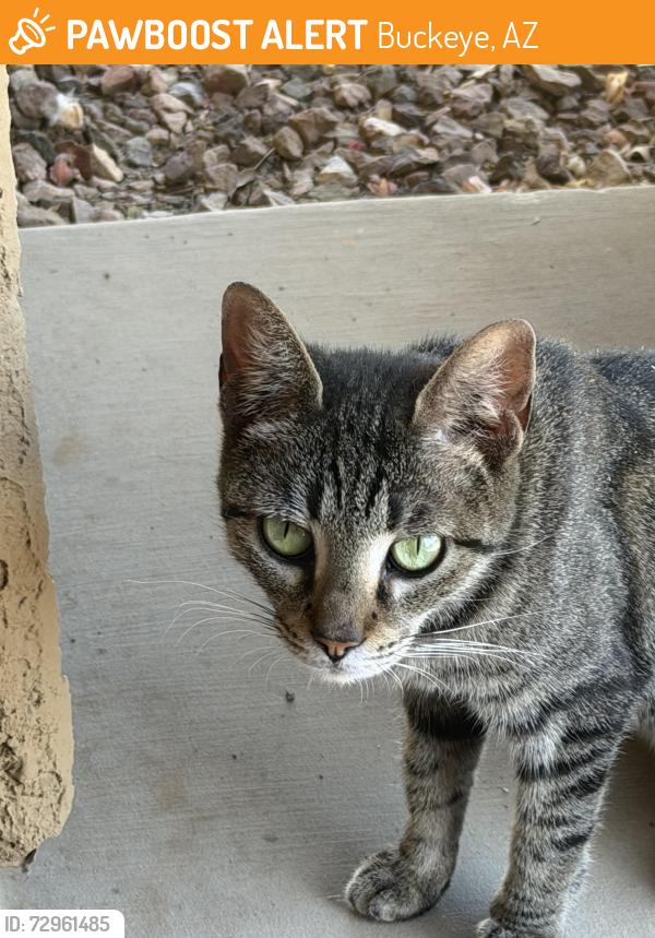 Found/Stray Unknown Cat last seen Watson and southern, Buckeye, AZ 85326