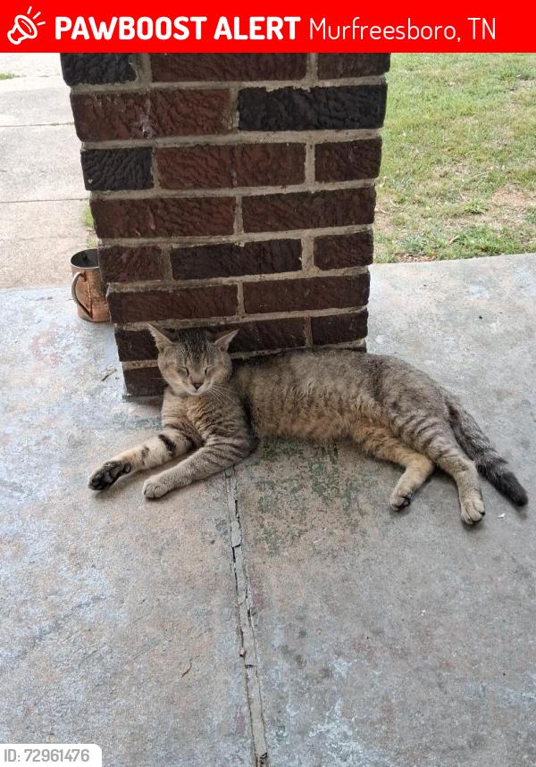 Lost Male Cat last seen Richardson and State, Murfreesboro, TN 37130