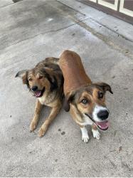 Reunited Male Dog last seen Bentsen & Pecan, McAllen, TX 78501