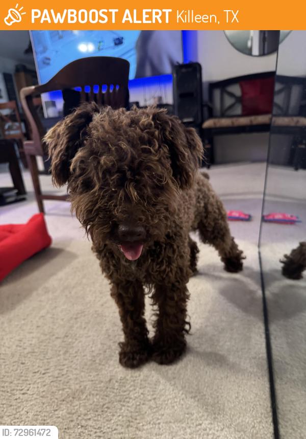 Found/Stray Male Dog last seen Daytona Dr, Killeen, TX 76549