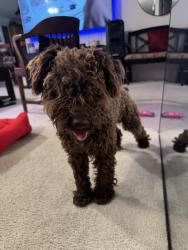 Found/Stray Male Dog last seen Daytona Dr, Killeen, TX 76549