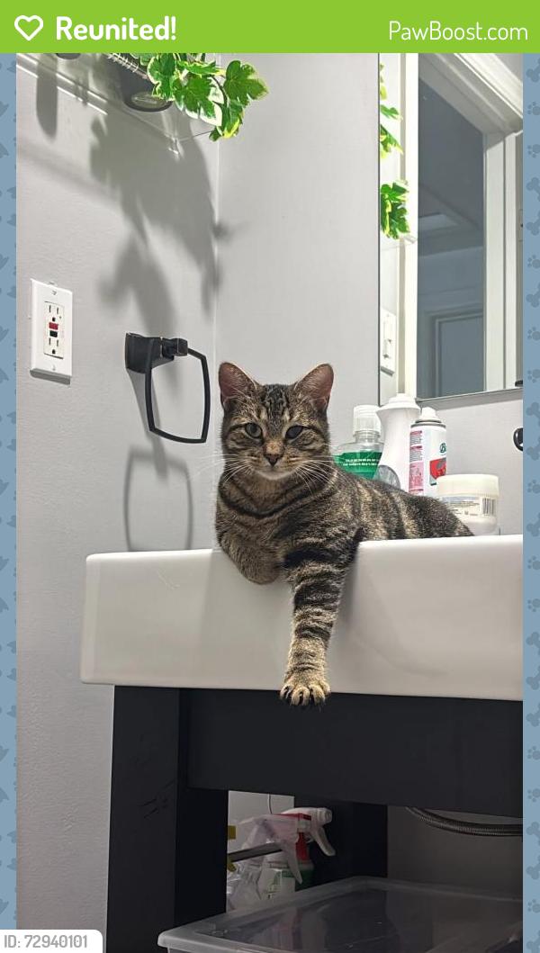 Reunited Female Cat last seen Commissioners and Stephen st , London, ON N6H 3W7