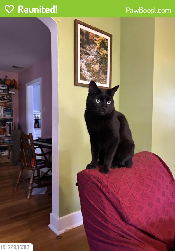 Reunited Male Cat last seen Duke Street and 32nd Streets, Harrisburg, PA 17111