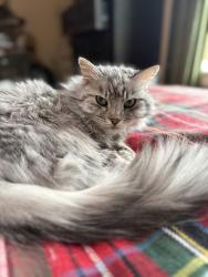 Lost Female Cat last seen Summit Ridge apmts, Spokane, WA 99223