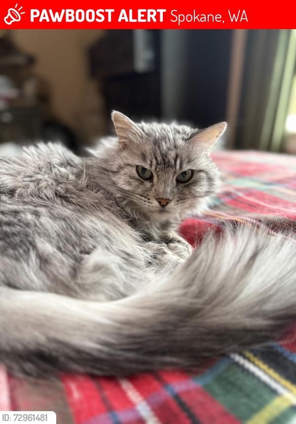 Lost Female Cat last seen Summit Ridge apmts, Spokane, WA 99223