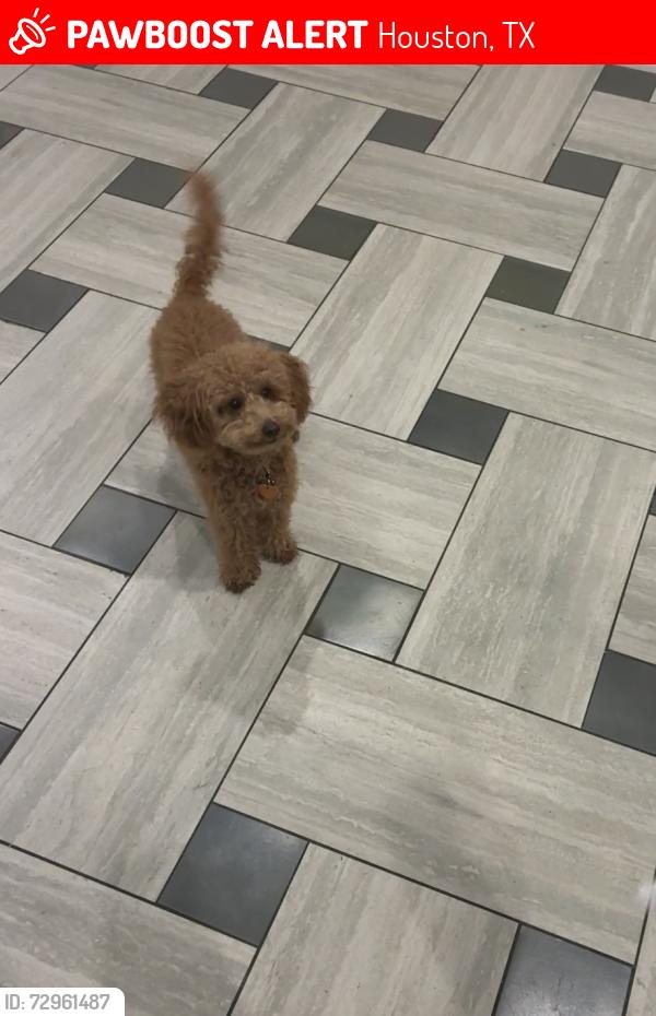 Lost Female Dog last seen Crane & Wipprecht, Houston, TX 77026