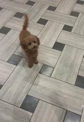 Lost Female Dog last seen Crane & Wipprecht, Houston, TX 77026