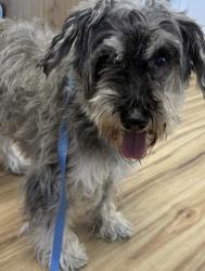 Found/Stray Male Dog last seen Near S Central Expressway, Richardson, TX 75080