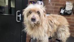Shelter Stray Male Dog last seen , Los Angeles, CA 90031