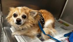 Shelter Stray Male Dog last seen , Los Angeles, CA 90031