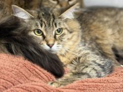 Shelter Stray Female Cat last seen , Los Angeles, CA 90031