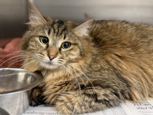 Shelter Stray Female Cat last seen , Los Angeles, CA 90031