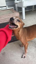Lost Male Dog last seen 12th street, port Arthur , Port Arthur, TX 77640